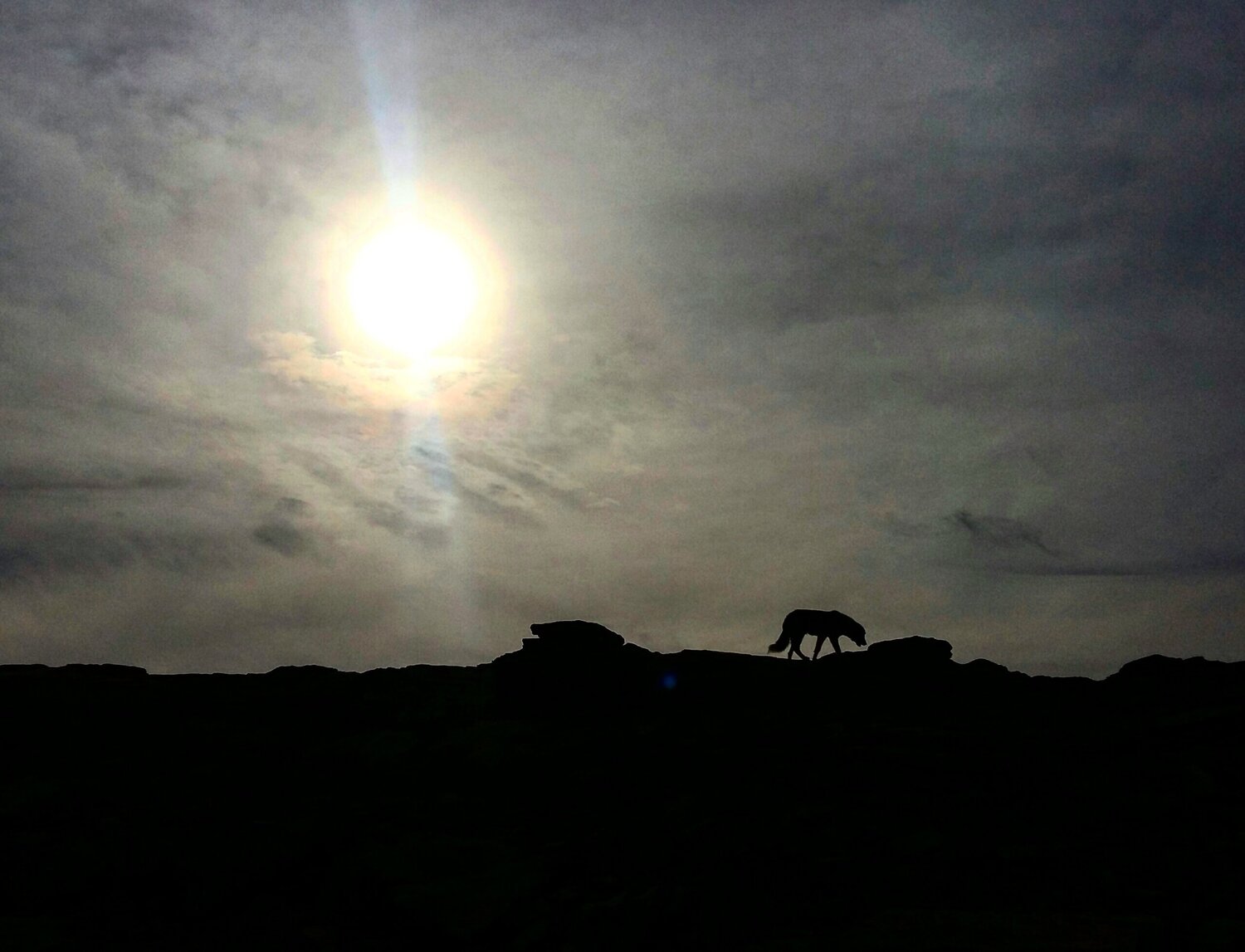 Sunset, dog