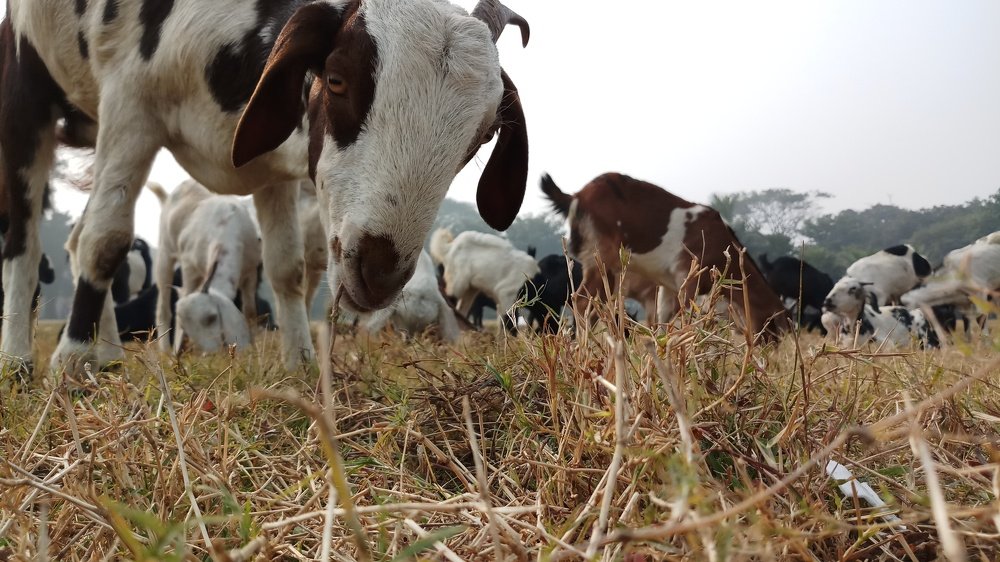 Looking for the best