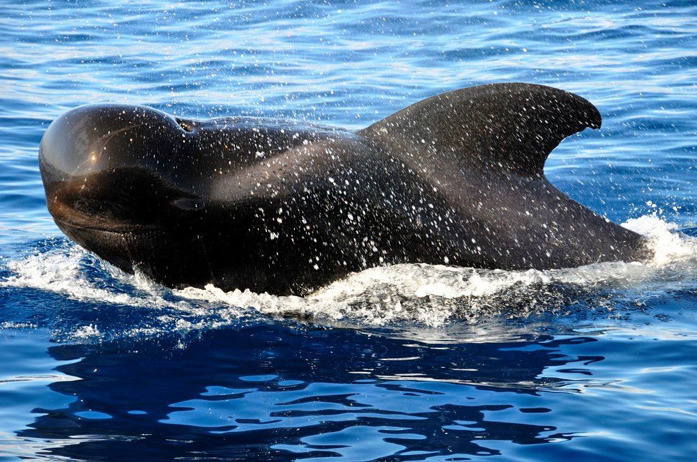 Обитатель синей Атлантики