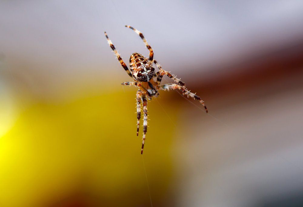 Акробаты-пауки