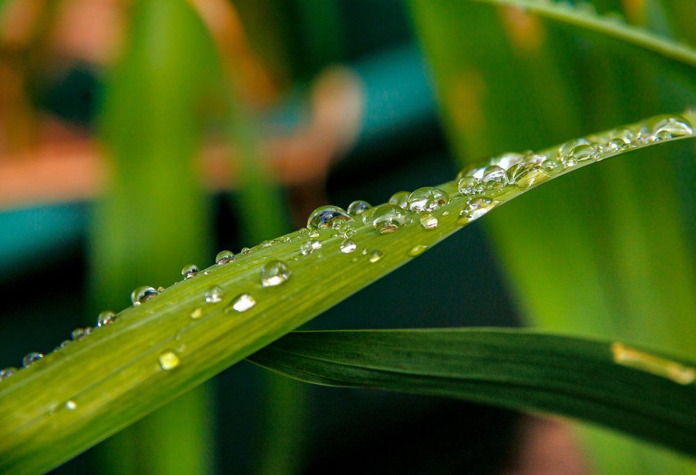 Капли дождя на отдыхе