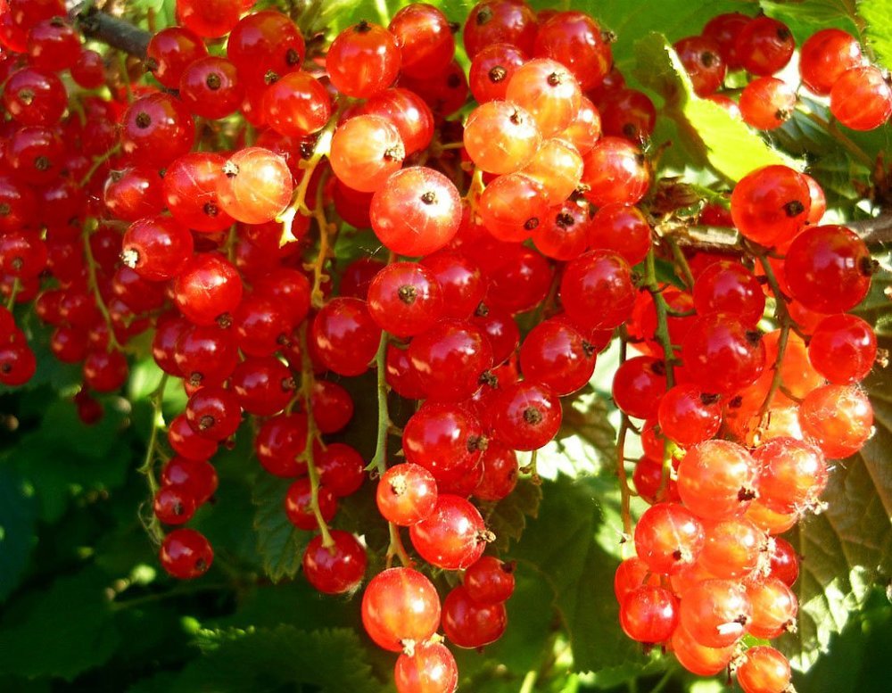 Красная смородинка