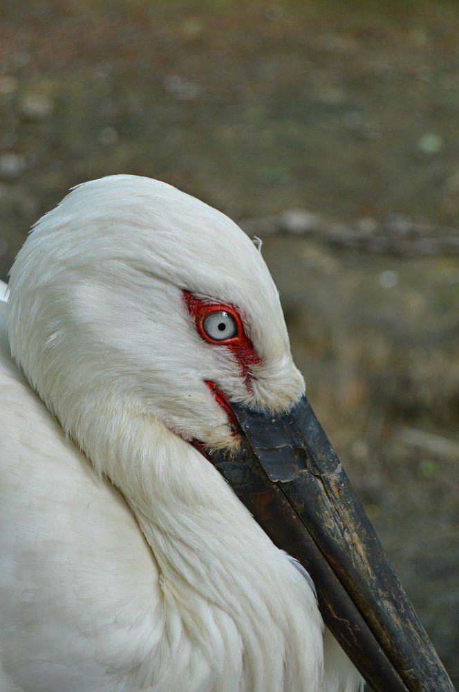 Дальневосточный белый аист