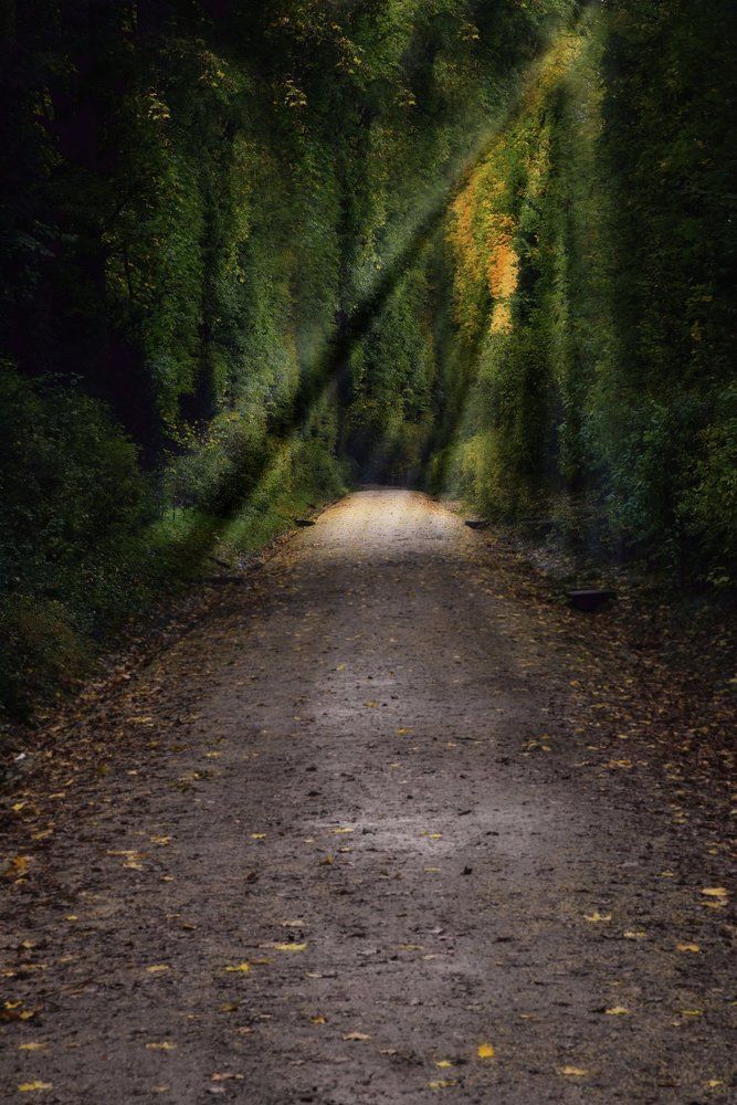 rays penetrate trees