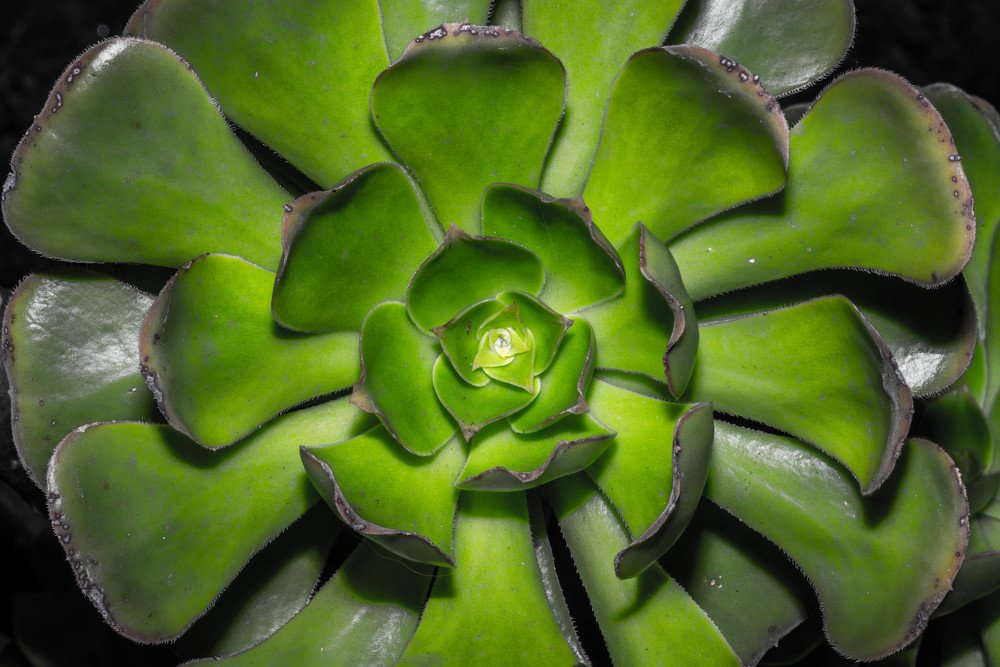 Одноцветная любовь