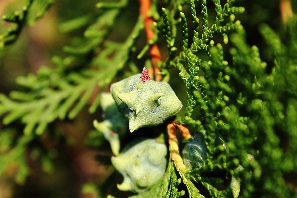 Рогатый инопланетный монстр...