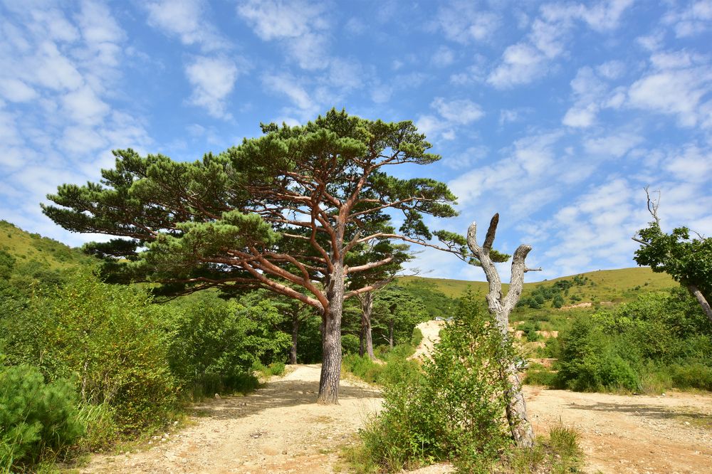 Живое дерево ---- мёртвое дерево