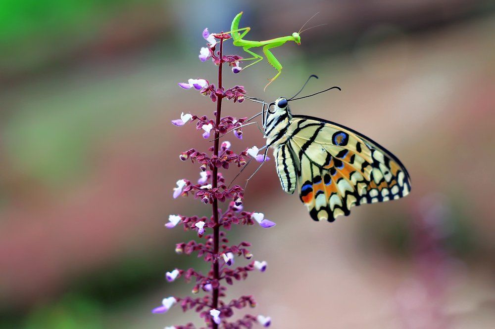 butterfly vs mantis