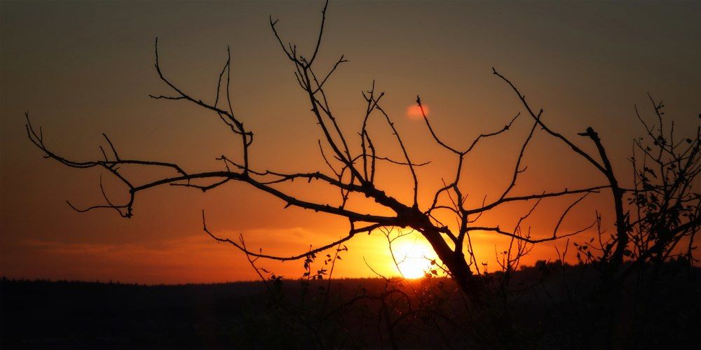 Солнце в ветвях деревьев