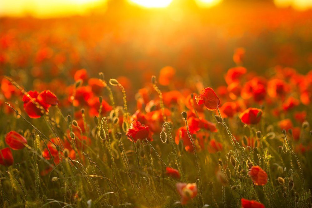 Photograph by Elena Selyutina