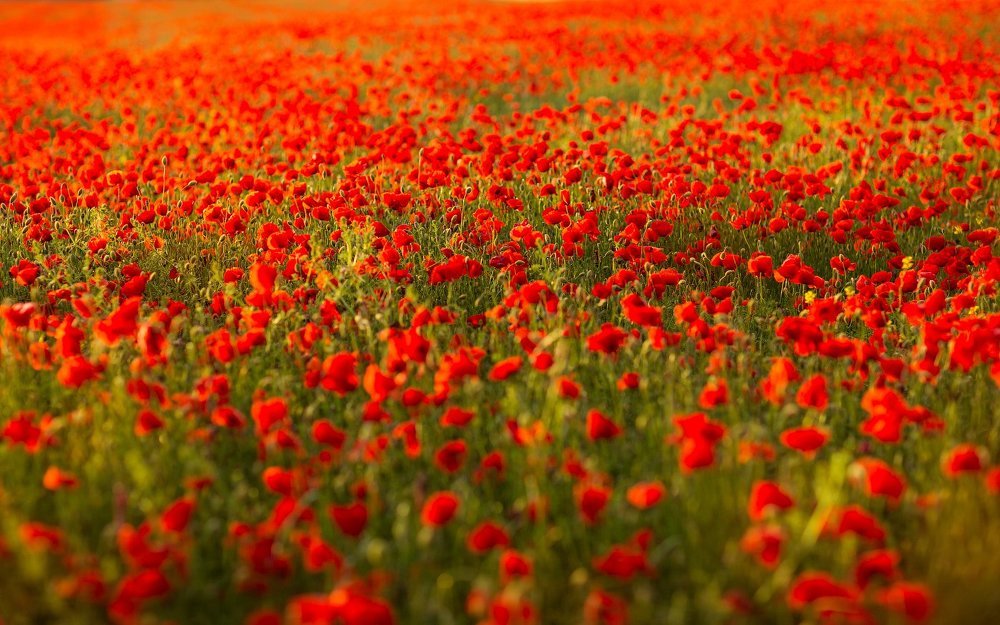 Photograph by Elena Selyutina