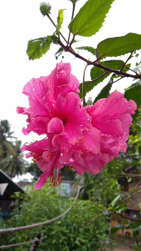 Natural photos