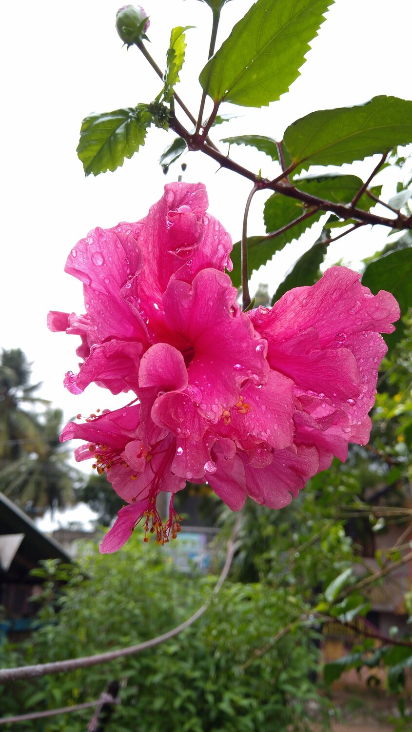 Natural photos
