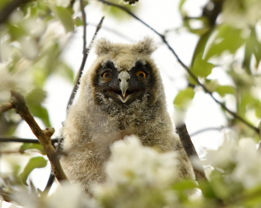 Улыбка совенка