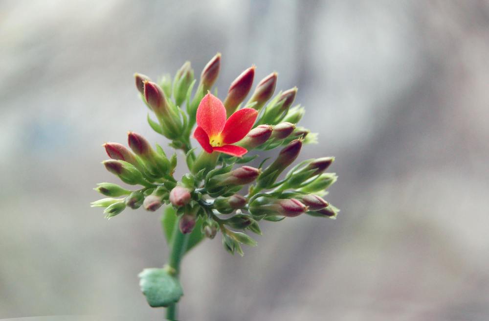 Первый расцвел!