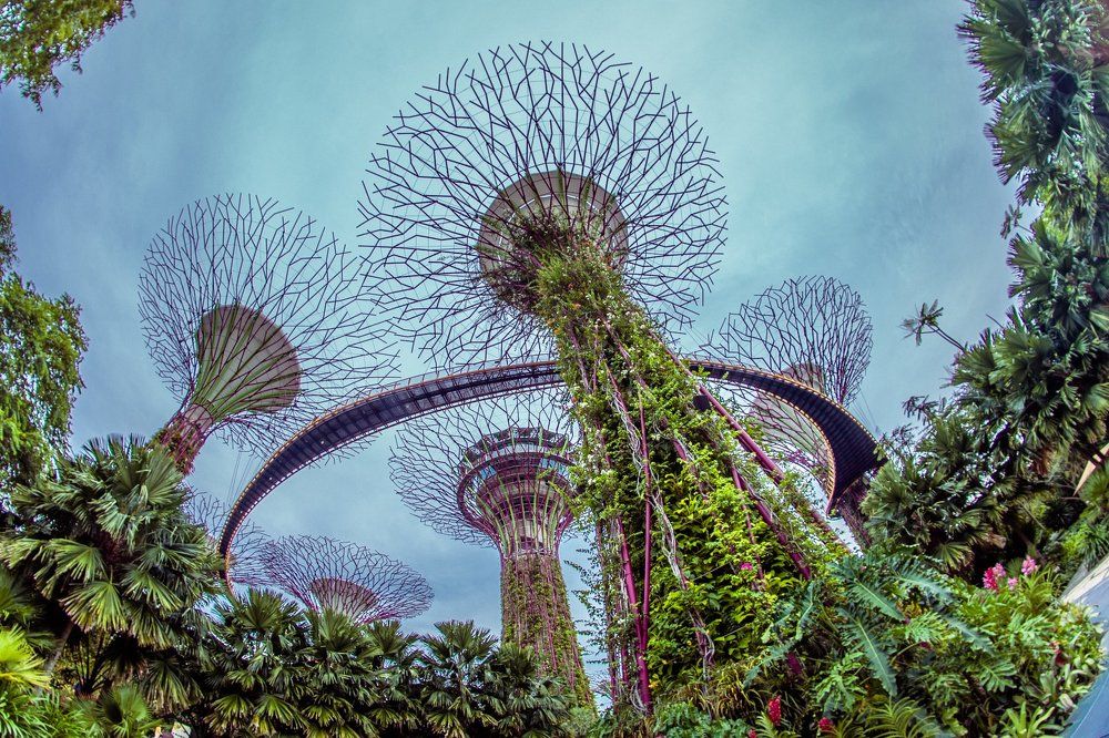 Деревья аватара