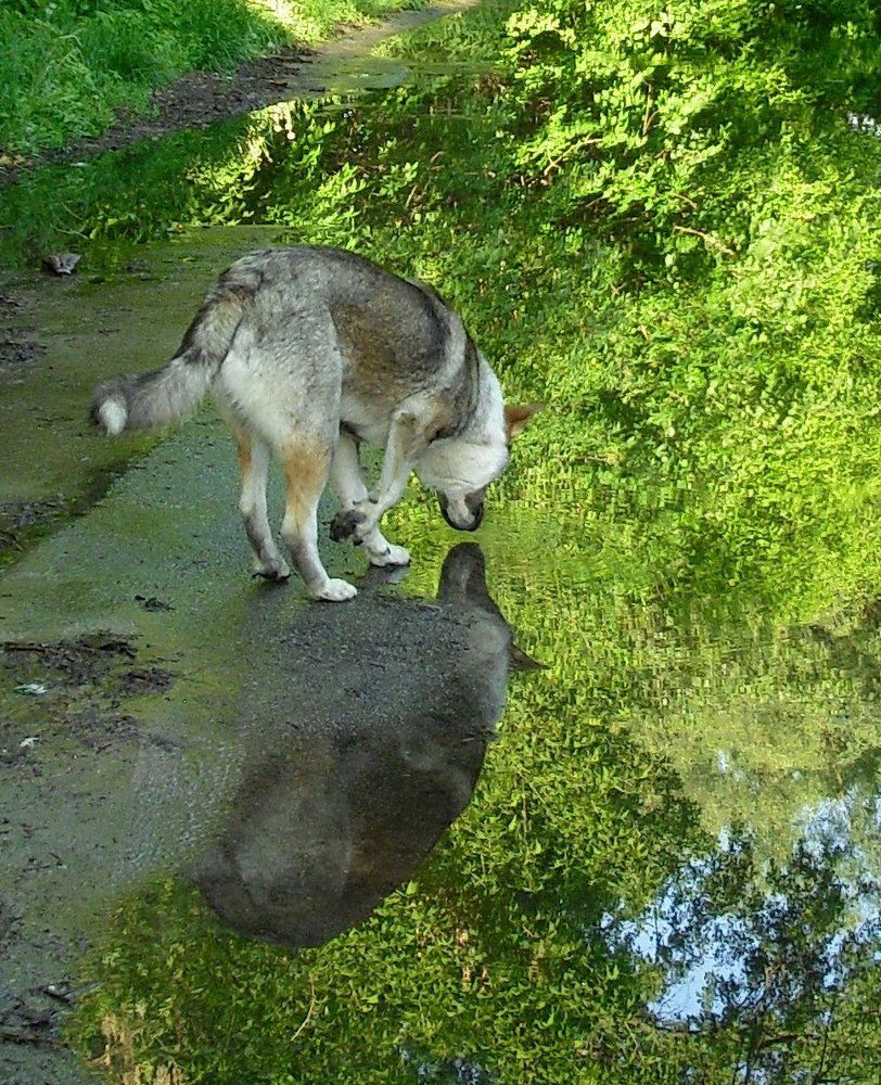 Это кто там из воды выглядывает?