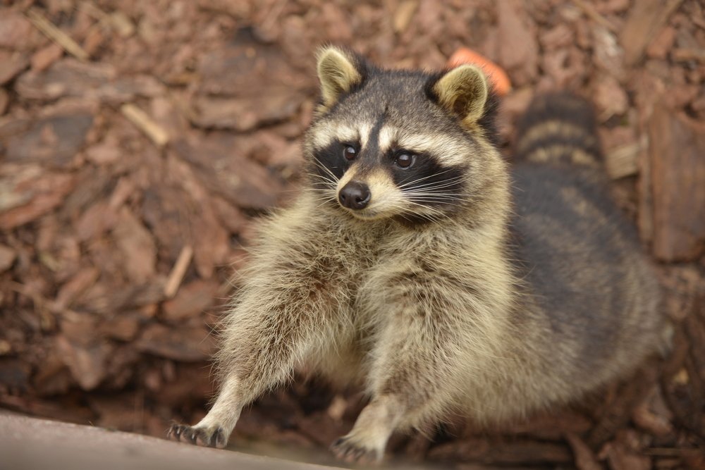 крошка енот