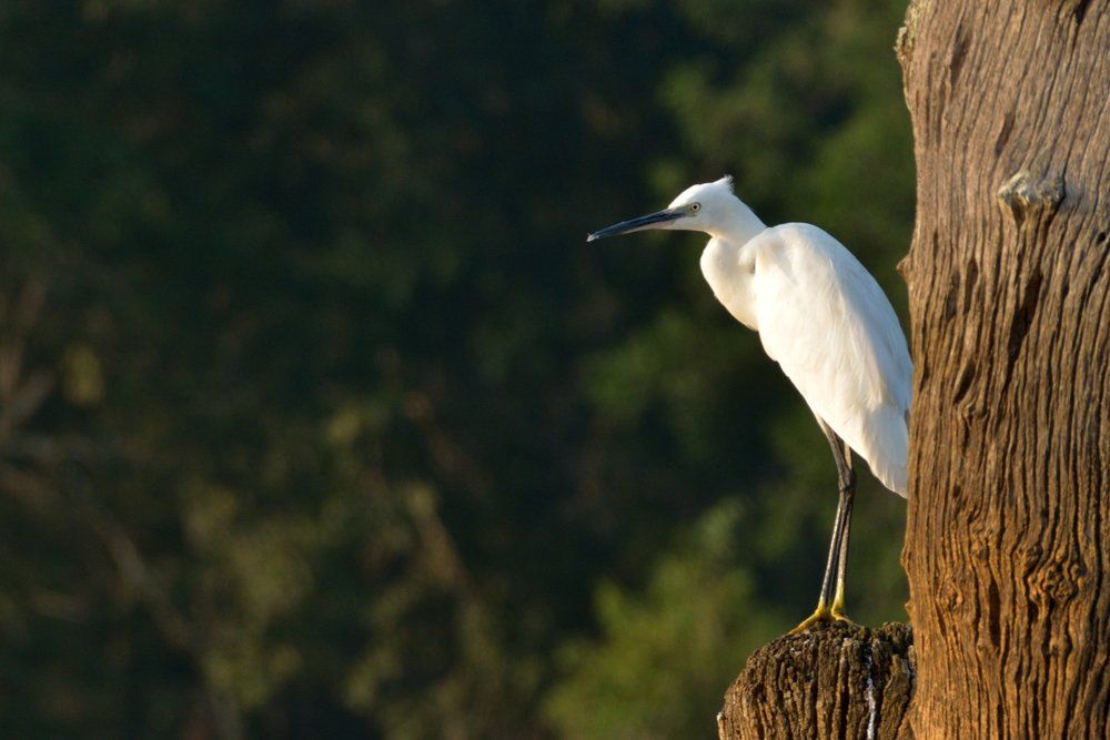 Little egret