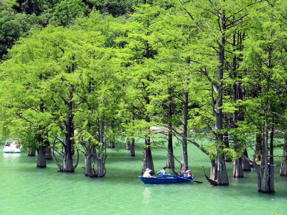 В кипарисовой роще