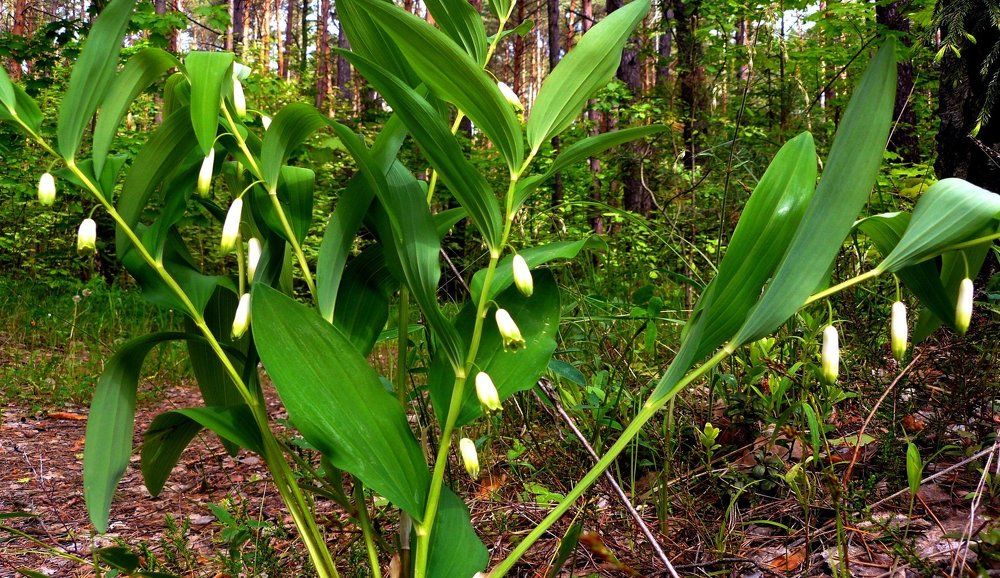 цветет купена
