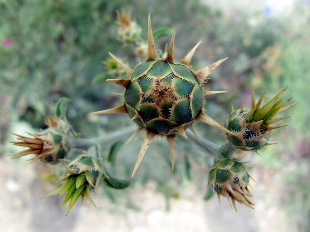 Что-то зеленое