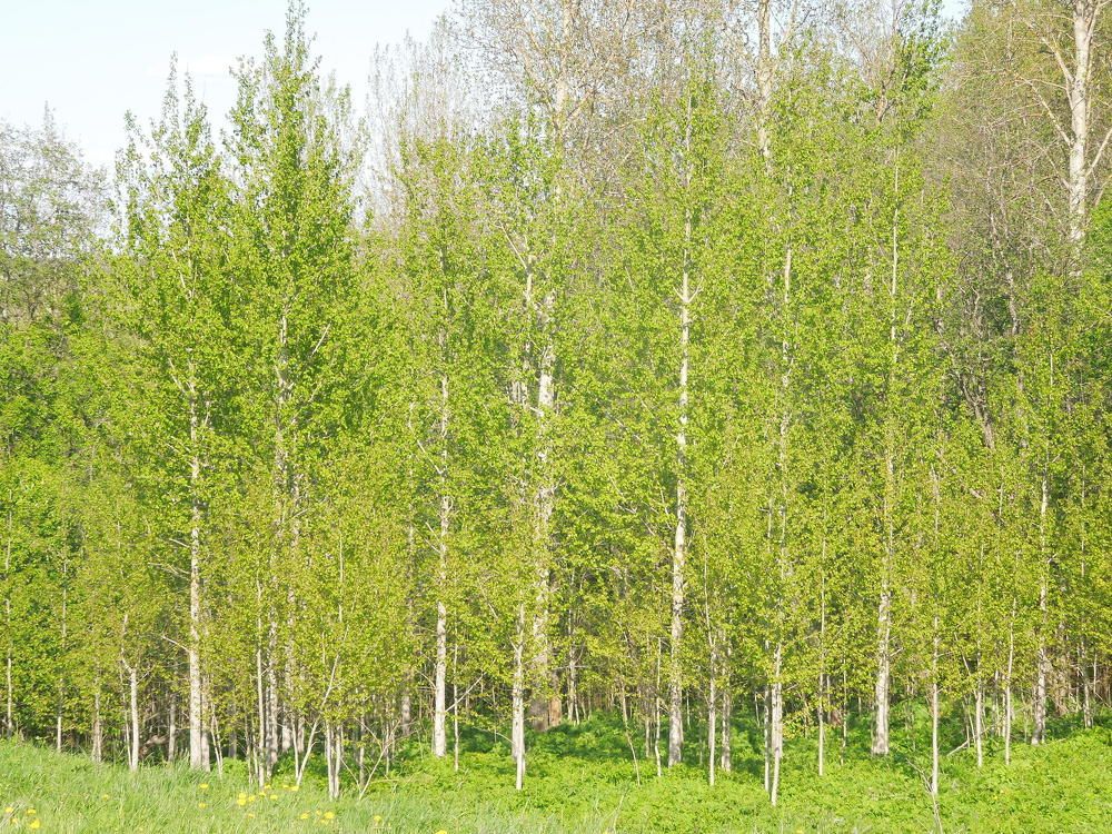 Первая зелень