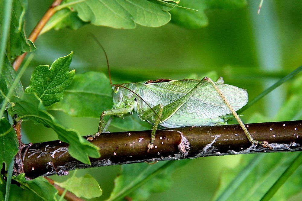 Зеленый кузнечик.