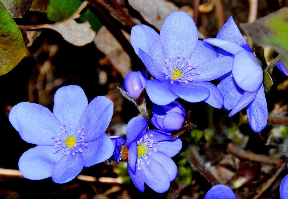 Печёночница, или перелеска