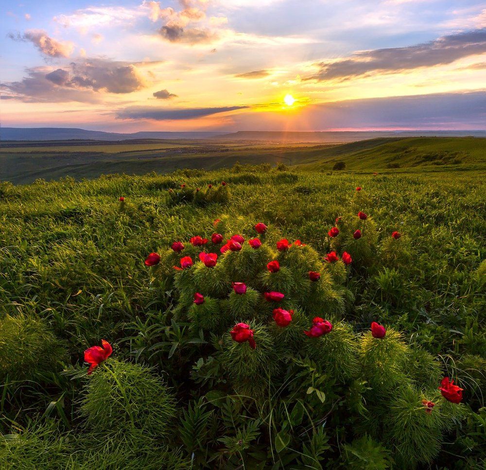 Пионы в степи.