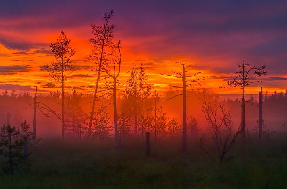 Сумерки на болоте.