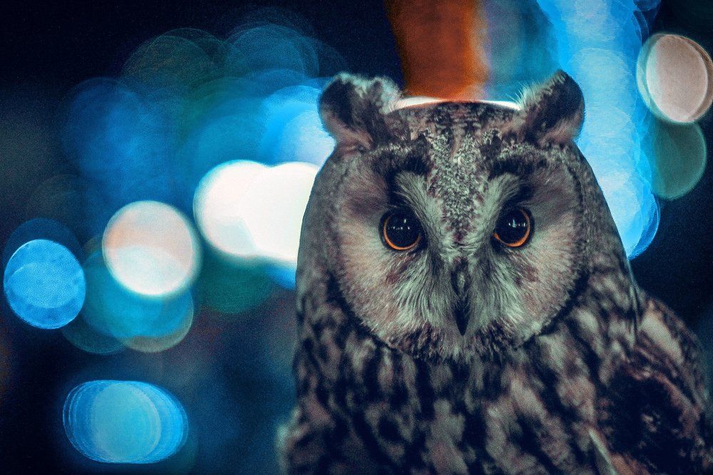 Ночной страж