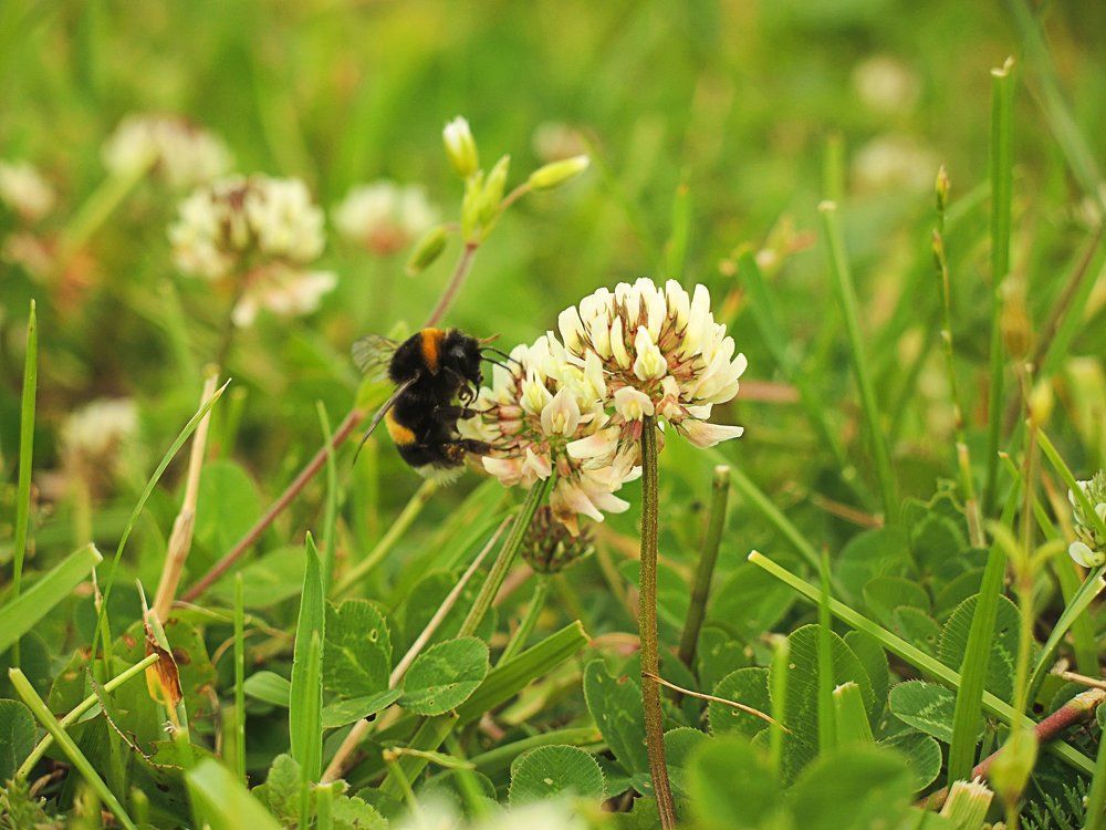 Мохнатый шмель