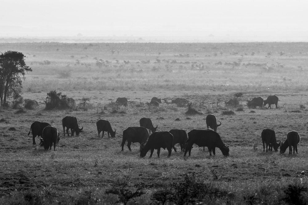 Nairobi Buffalo