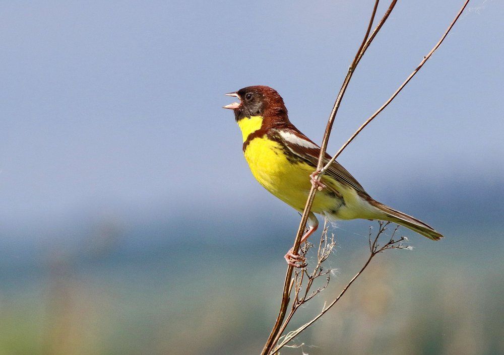 Редкий певун