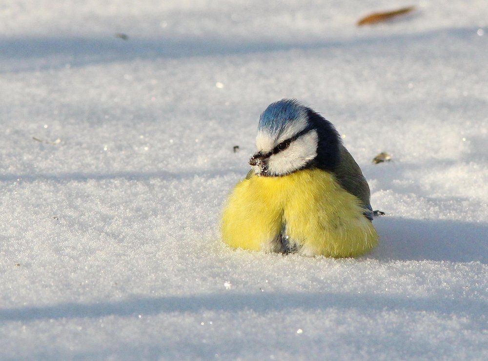 Жёлтый пухлячок