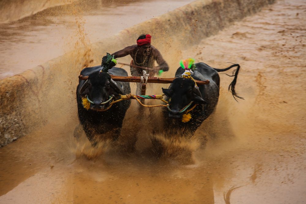 Kambala ( The Buffalo race)