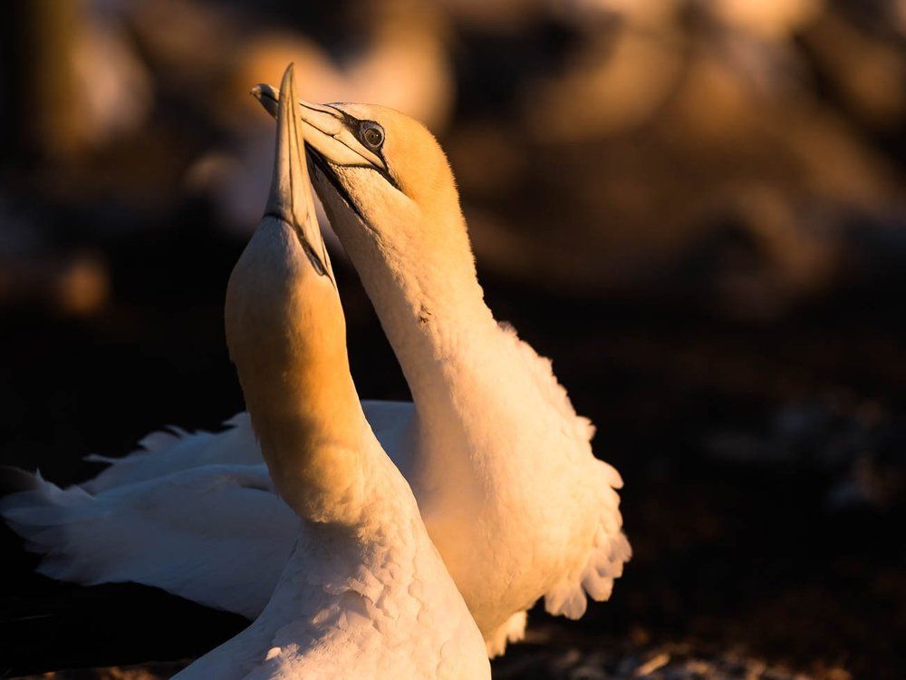 Любовь - Морковь