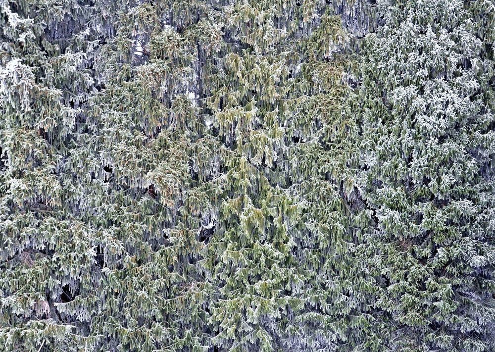 Еловая хвоя