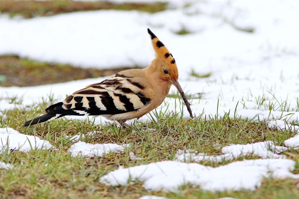 Длинноклювый и красивый,работящий, но трусливый...
