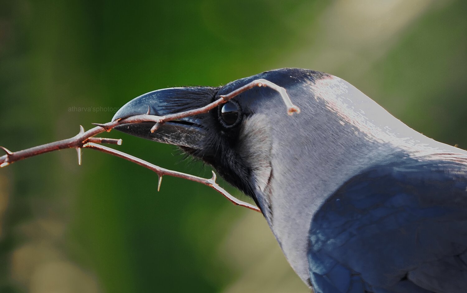 The Cute Crow