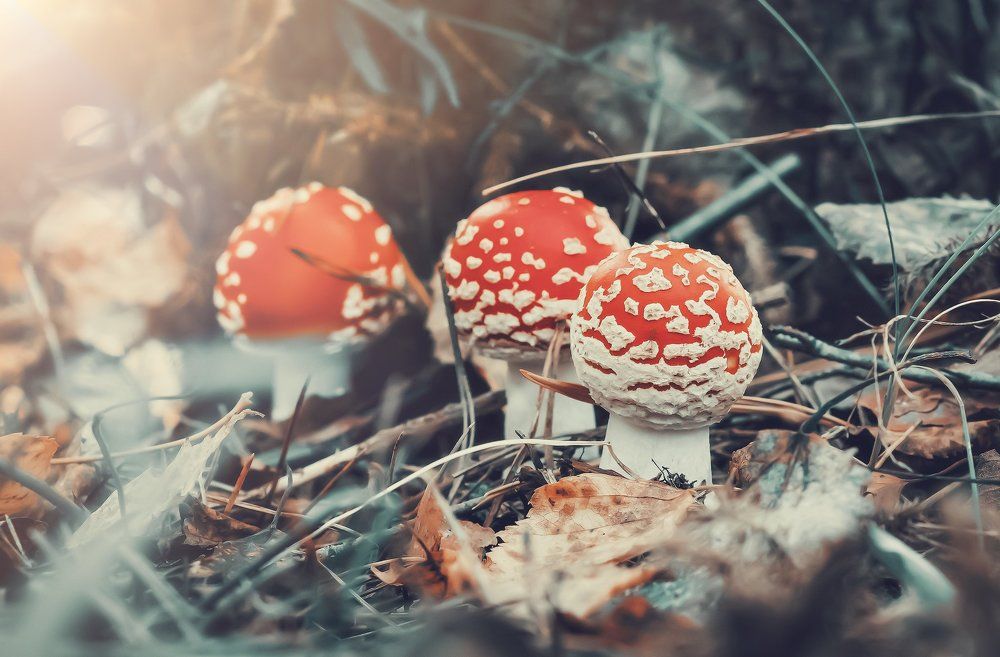 Мухоморчики