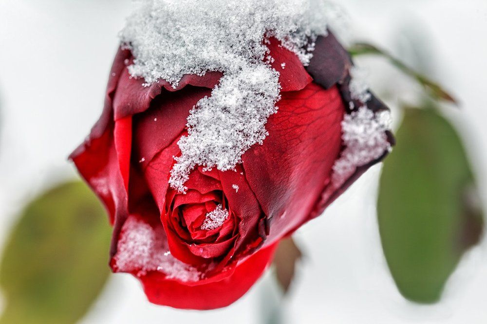 Из альбома "Цветы и снег"