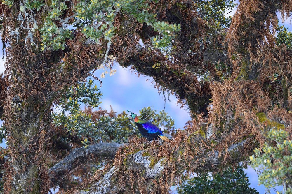 Himalayan Monal