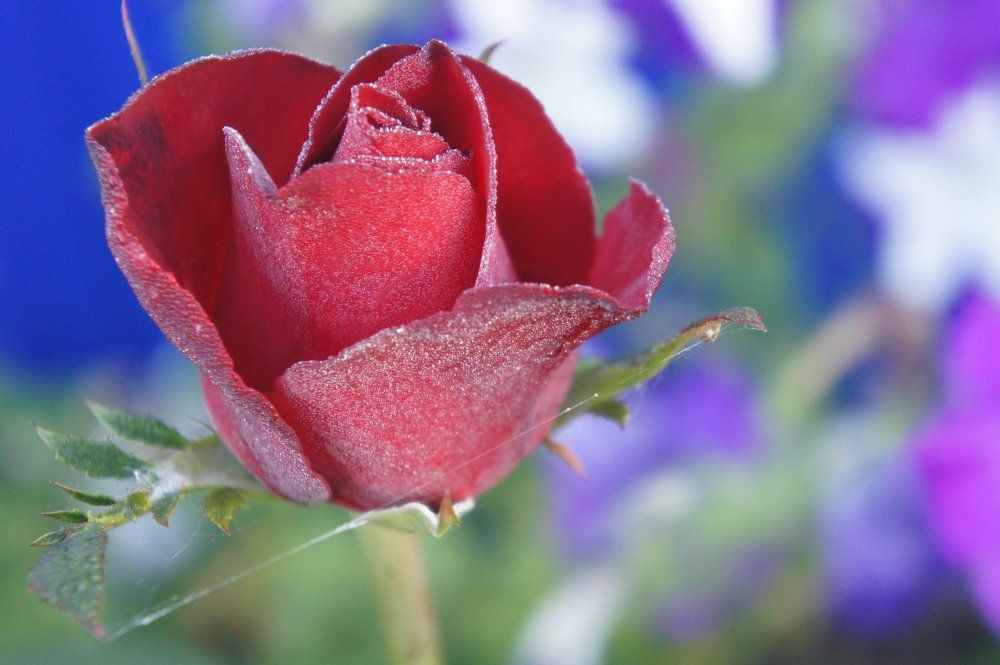 Photograph by сергей