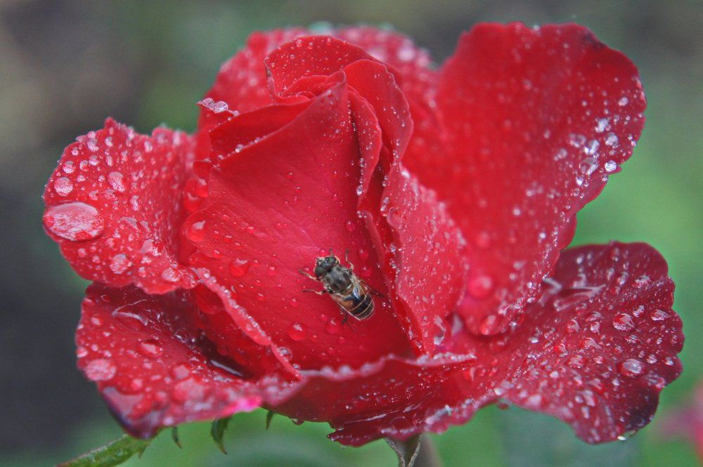 Photograph by сергей