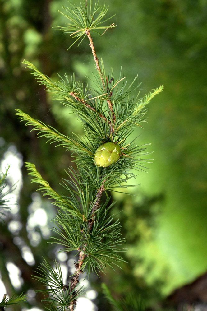 Молодо - зелено