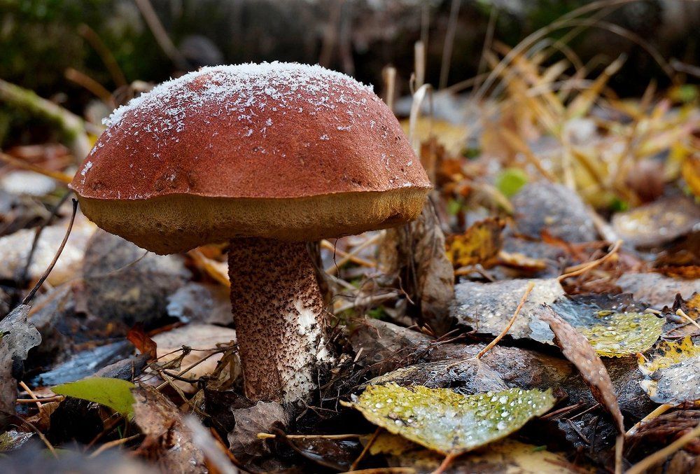 Гриб-подснежник.