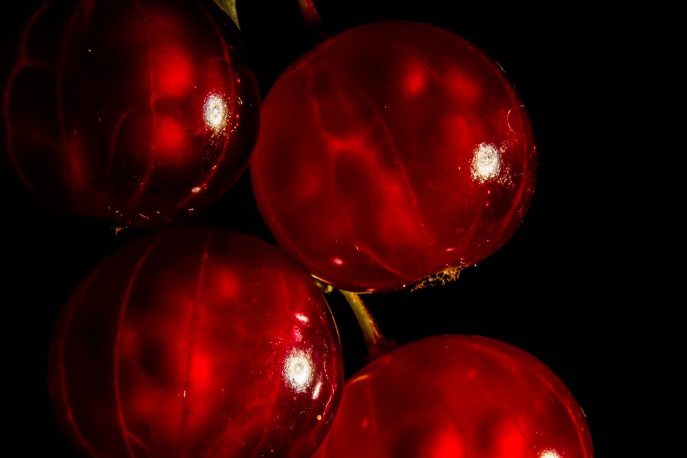 Red currant