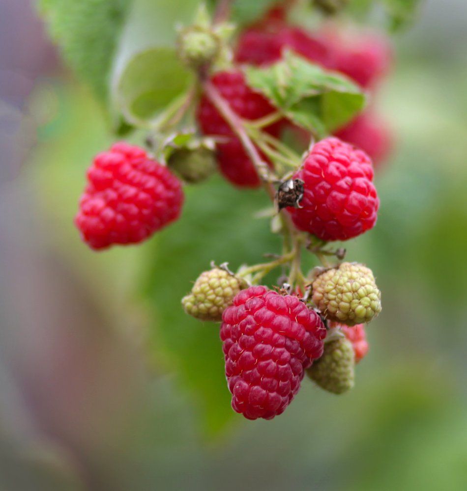 ноябрьская малина